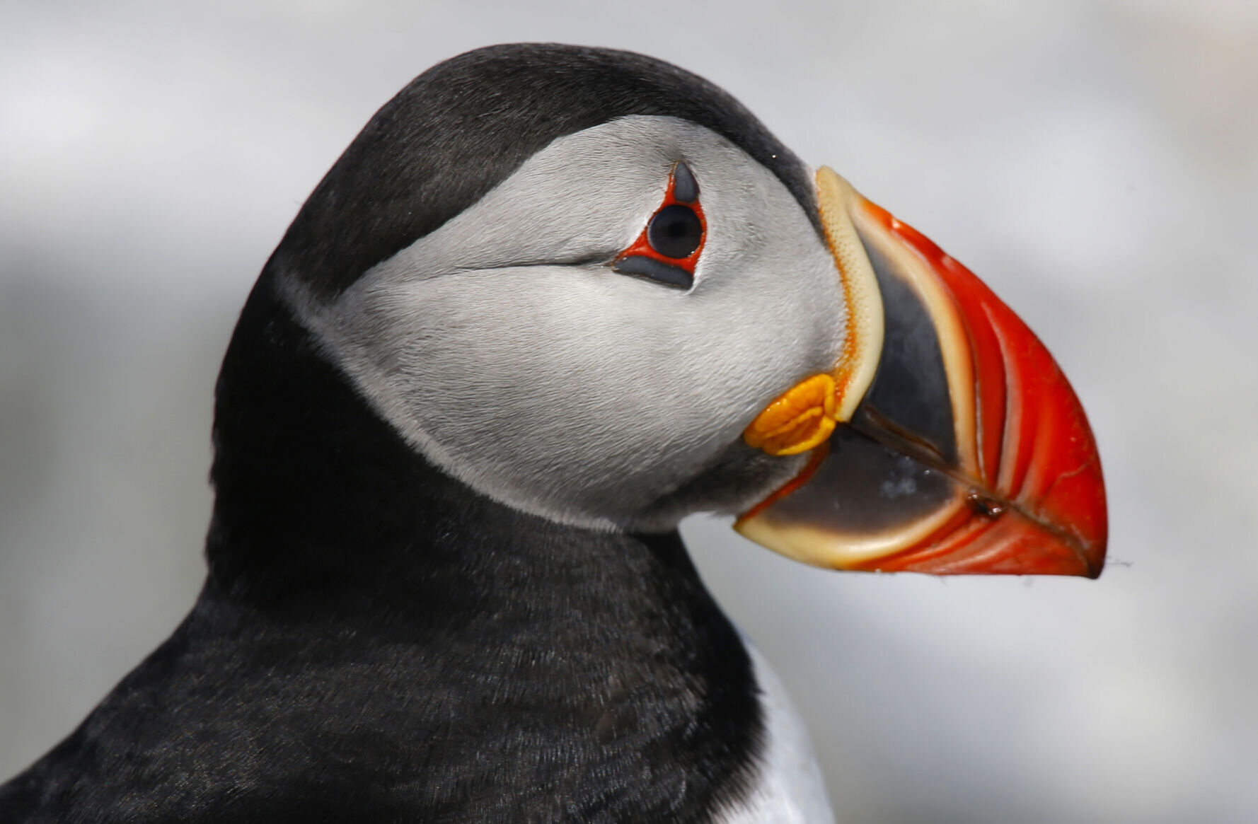 Puffin
